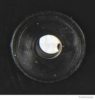 HERTH+BUSS ELPARTS 82710287 Marker Light